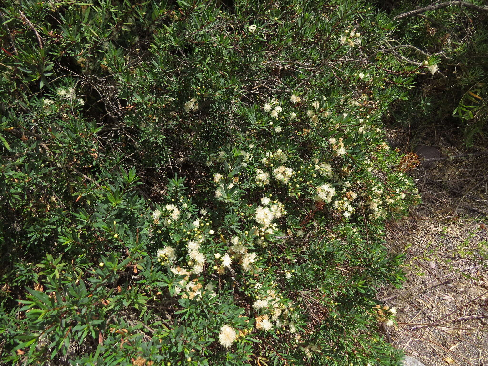 Myrceugenia lanceolata (Juss. ex Jaume St.-Hil.) Kausel resmi