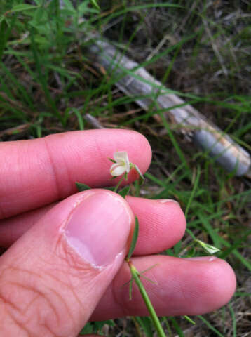 Image de Acmispon americanus var. americanus