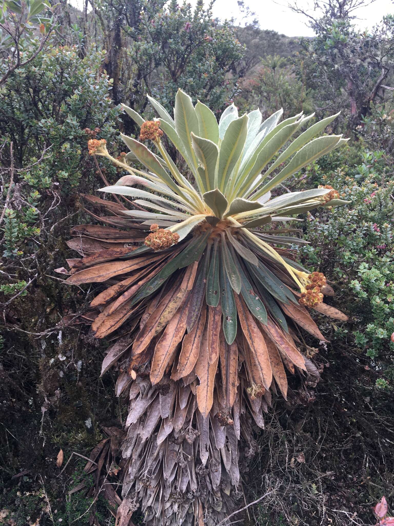 Image of Espeletia rabanalensis (S. Díaz & Rodr.-Cabeza) Mavárez