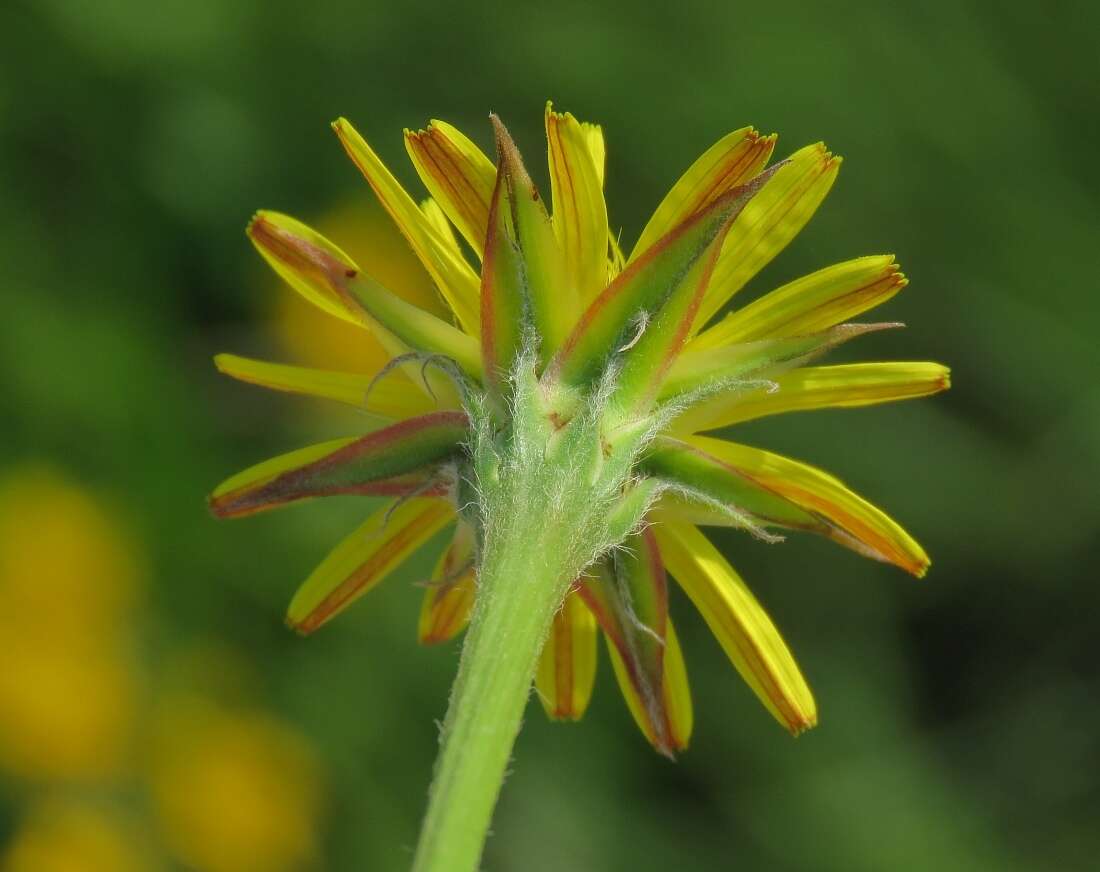 Image of Scorzonera villosa subsp. villosa