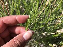 Image of yellow aster