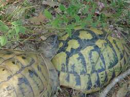 Image of Hermann's Tortoise