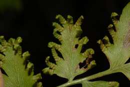 Image of Climbing fern