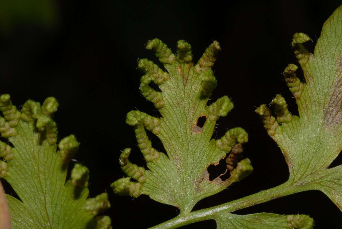 Image of Climbing fern