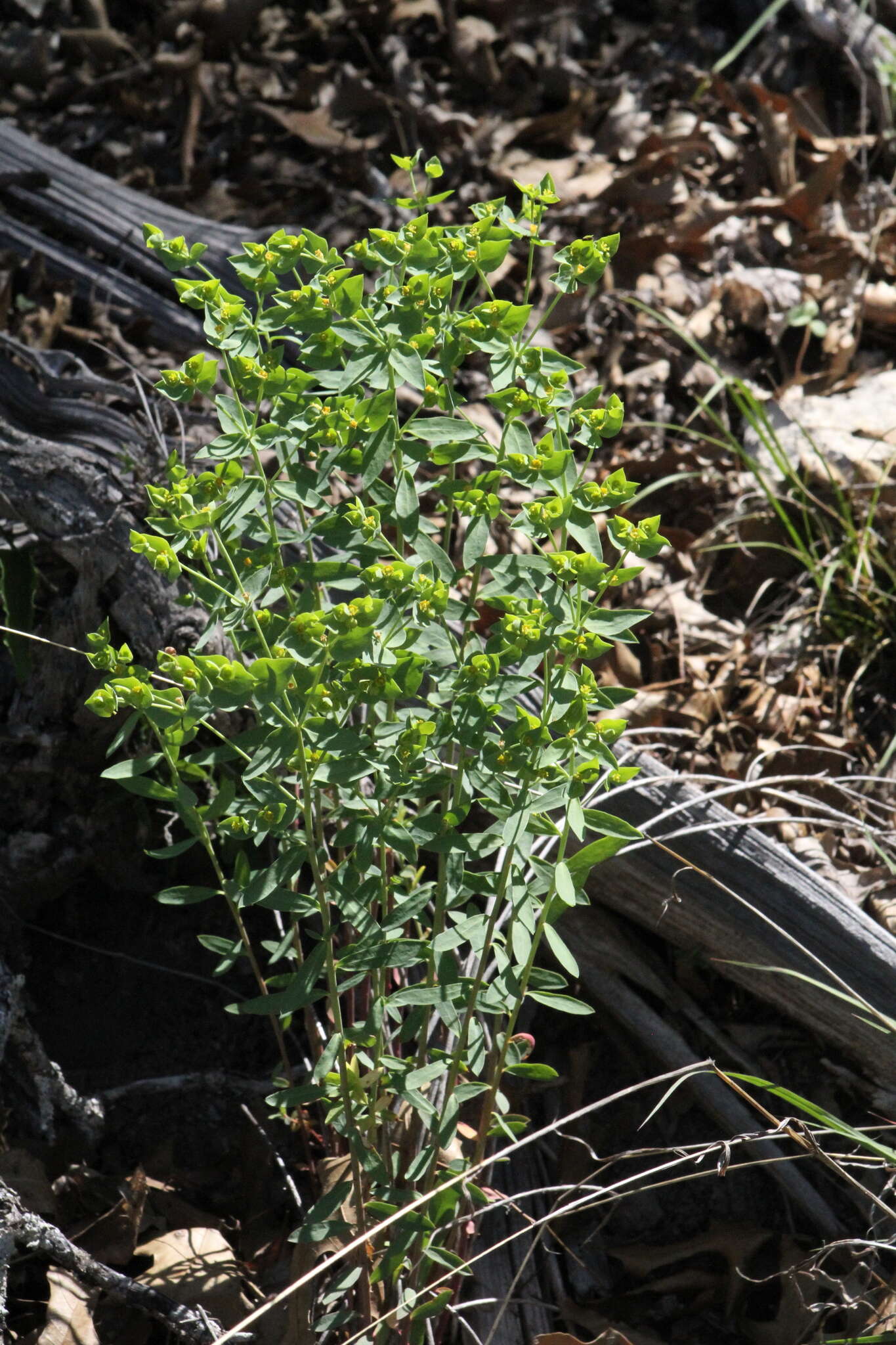 Image de Euphorbia brachycera Engelm.