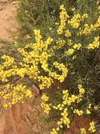 Acacia colletioides Benth. resmi