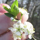 Image de Prunus rivularis Scheele