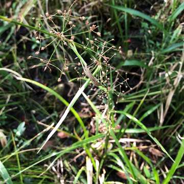 Image of Millet Beak Sedge