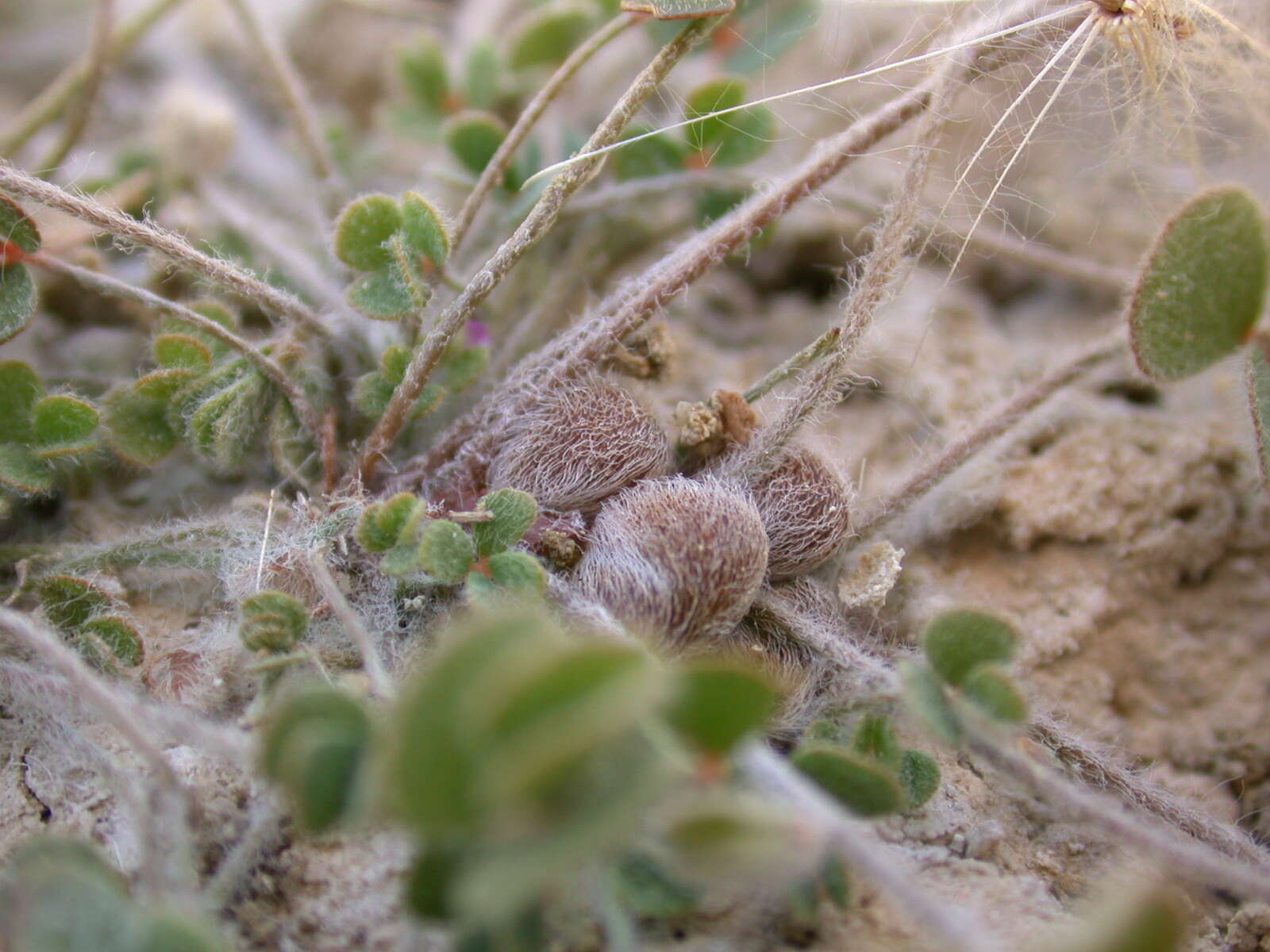 Image of Marsilea strigosa Willd.