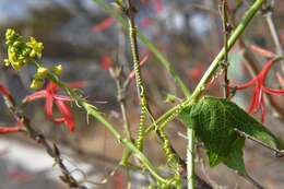 Image de Sicyos microphyllos Kunth