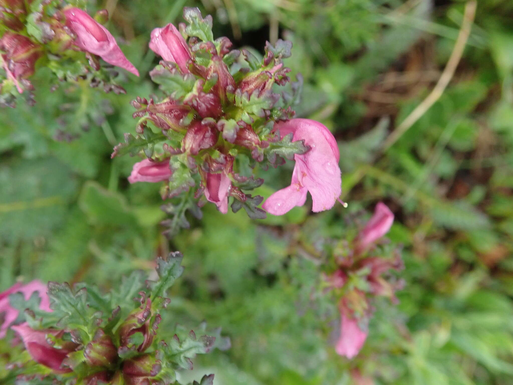 Imagem de Pedicularis rostratocapitata Crantz