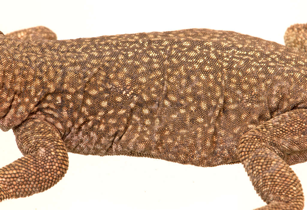 Image of Phymaturus ceii