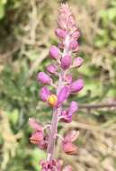 Image of Monnina cuneata A. St.-Hil.