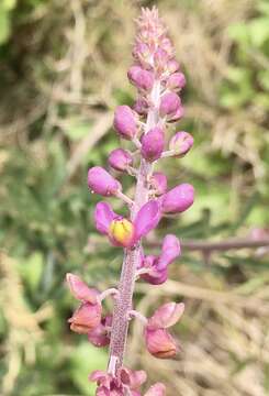 Image of Monnina cuneata A. St.-Hil.