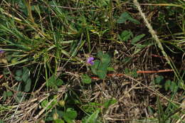 Image of Christia obcordata (Poir.) Bakh. fil.