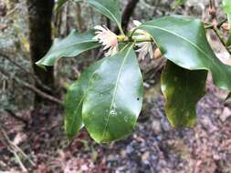 Слика од Illicium anisatum L.