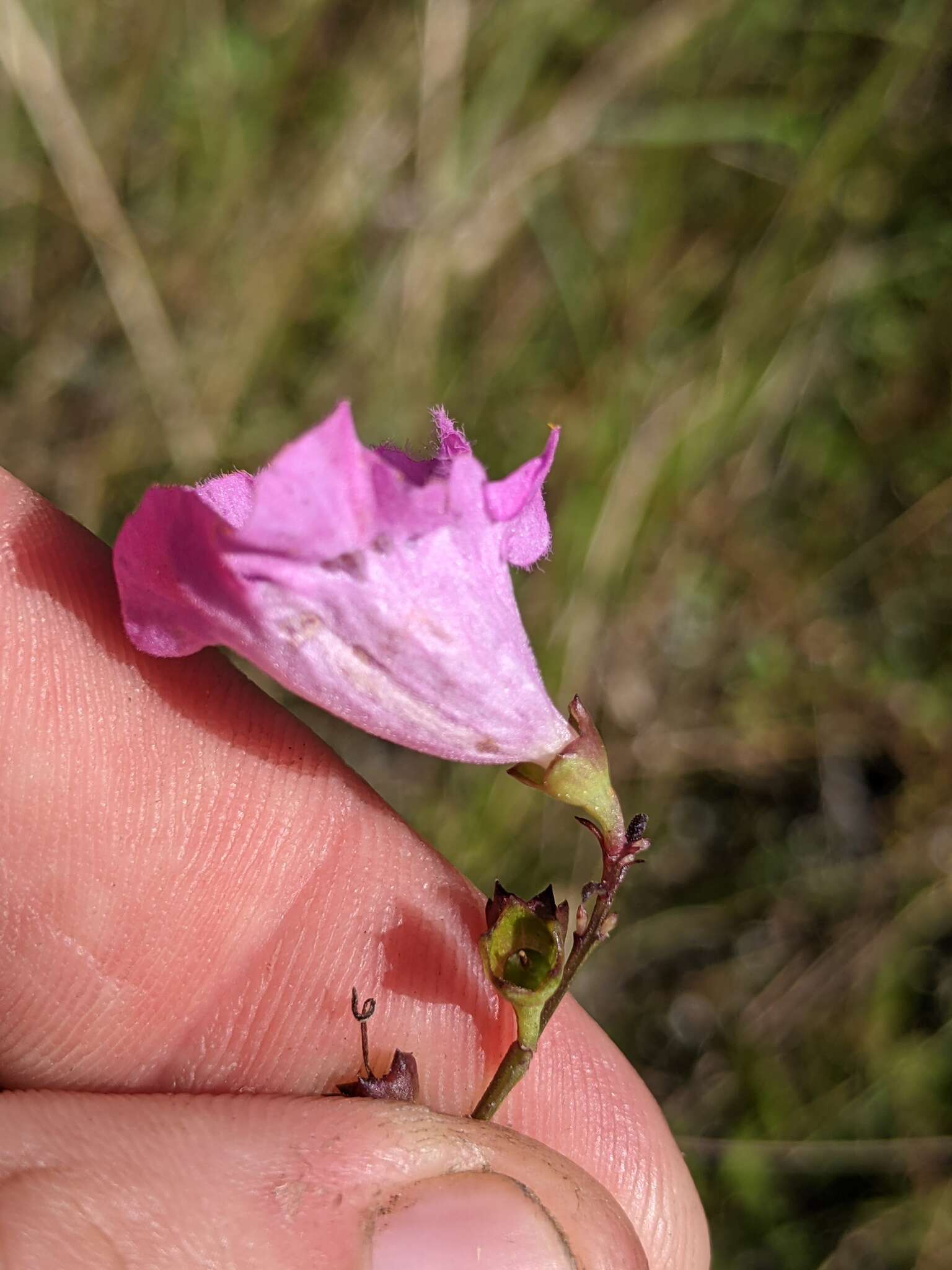 Image of coastal plain false foxglove