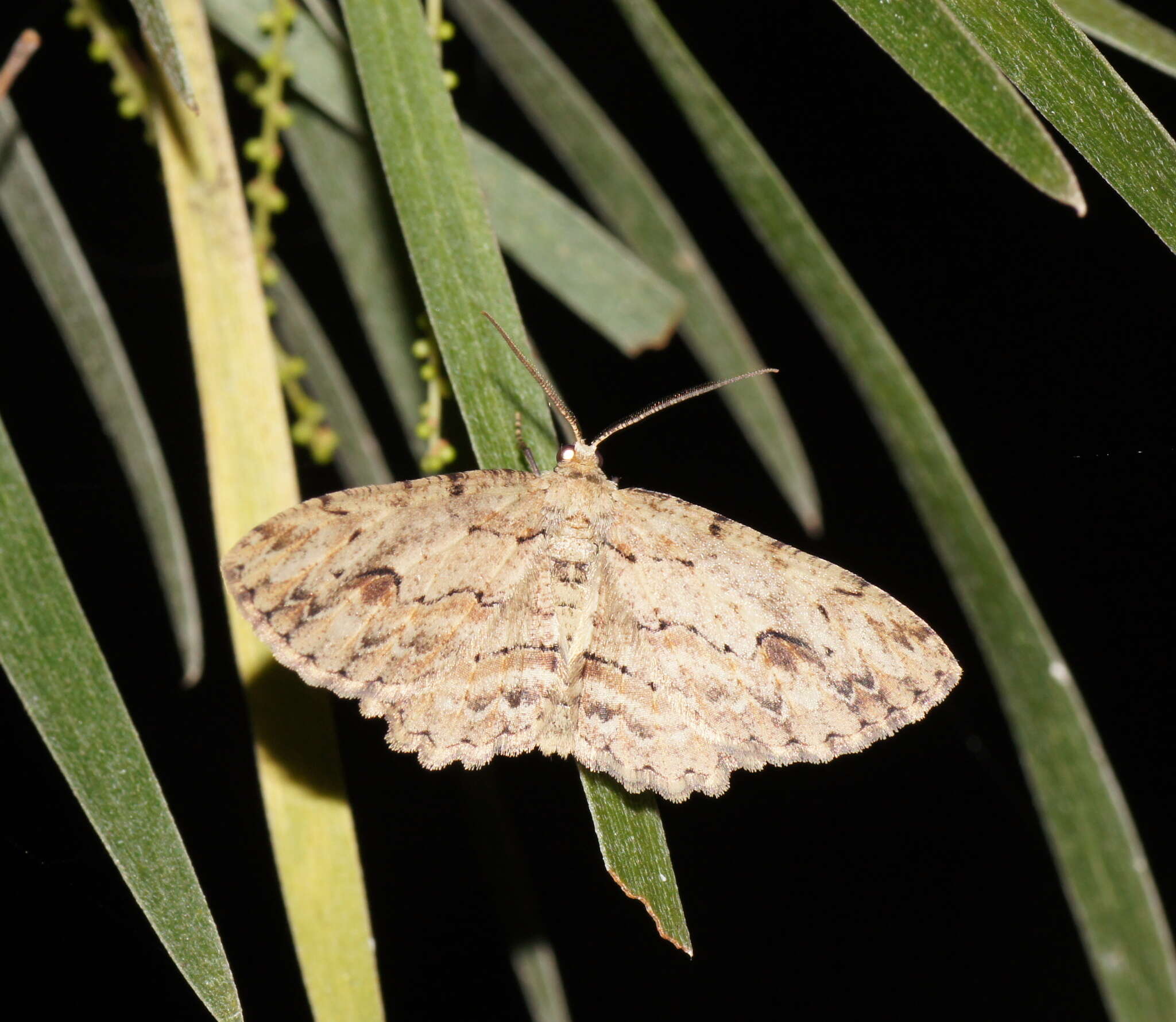 Sivun Ectropis bispinaria Guenée 1858 kuva