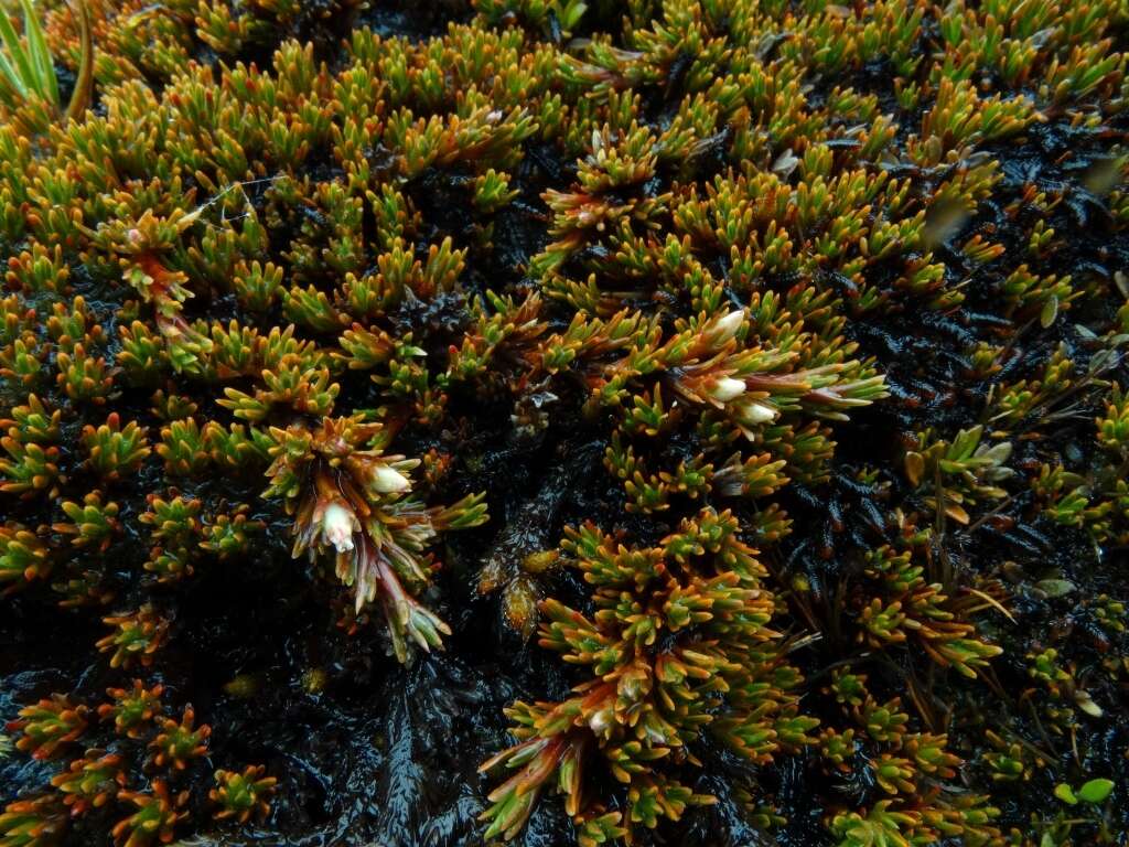 Image de Dracophyllum politum (Cheesem.) Cockayne