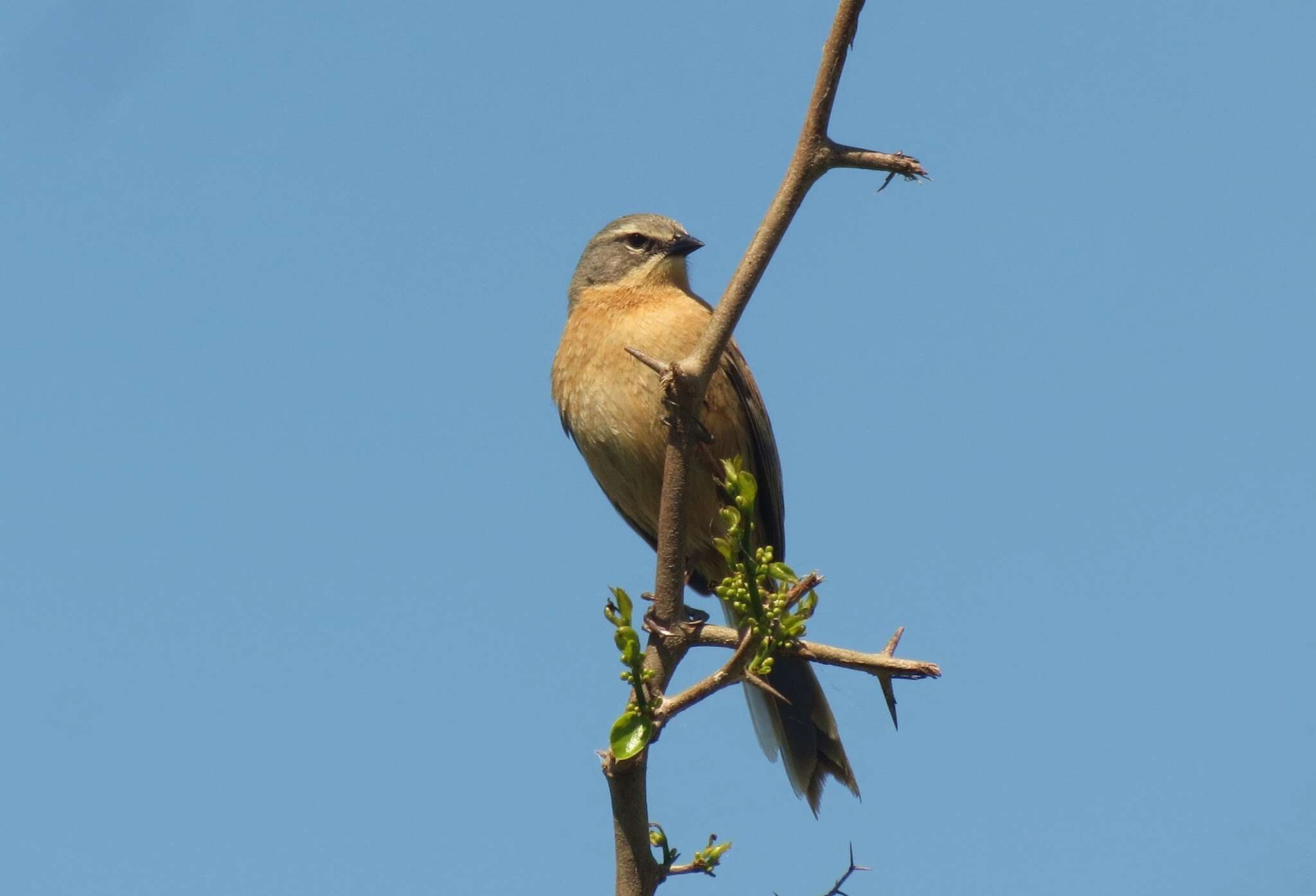 Image of Donacospiza Cabanis 1851