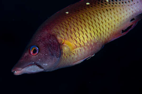 Image de Bodianus dictynna Gomon 2006