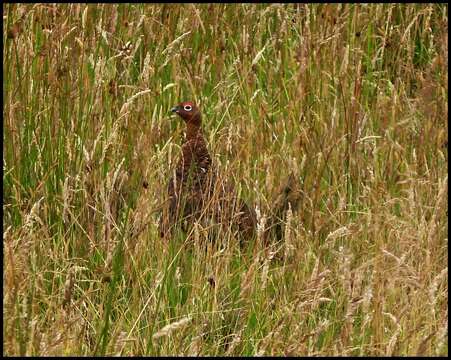 Слика од Lagopus lagopus scotica (Latham 1787)