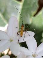 Image of Southeastern Bush Katydid