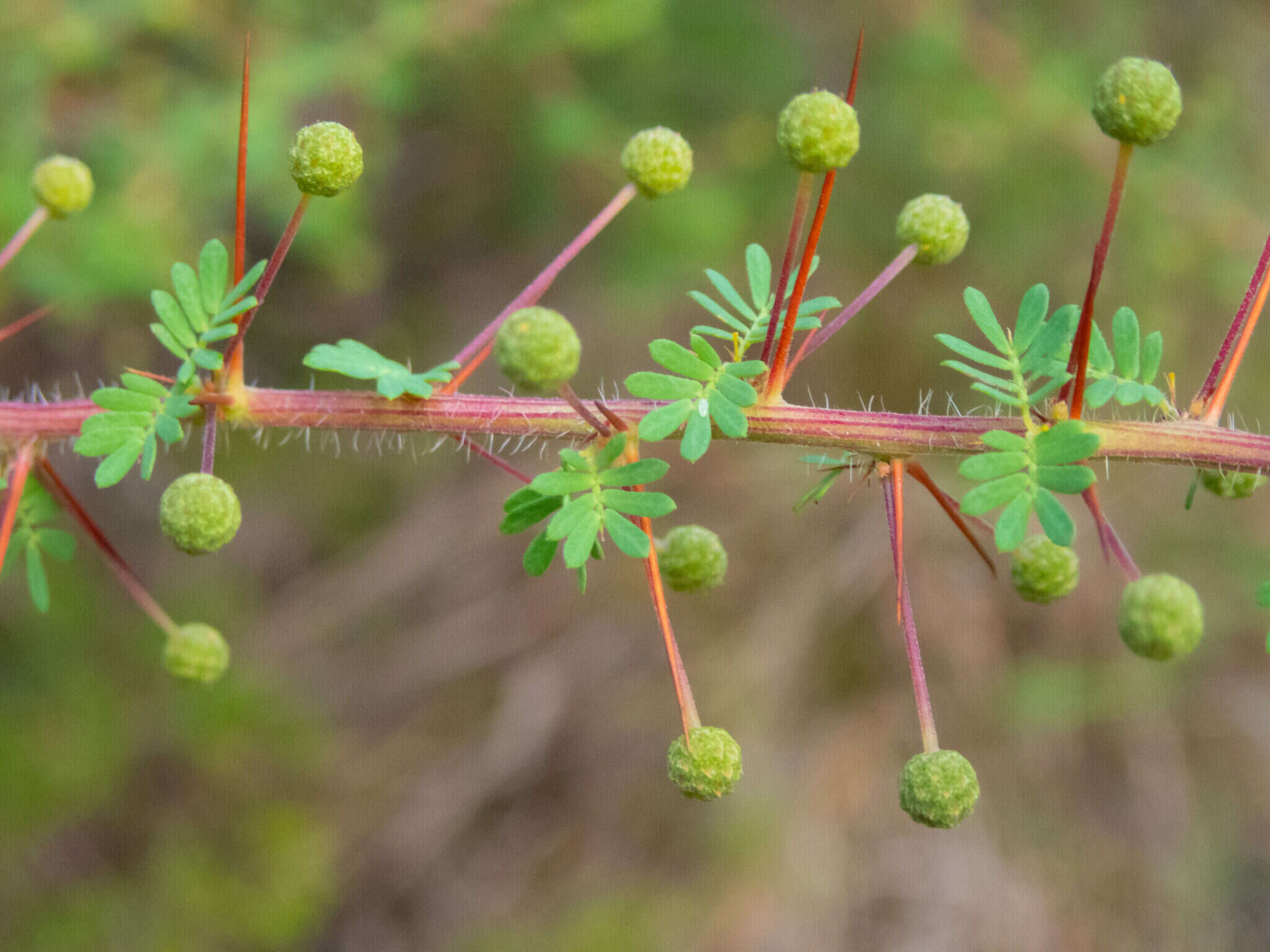 Acacia pulchella R. Br. resmi