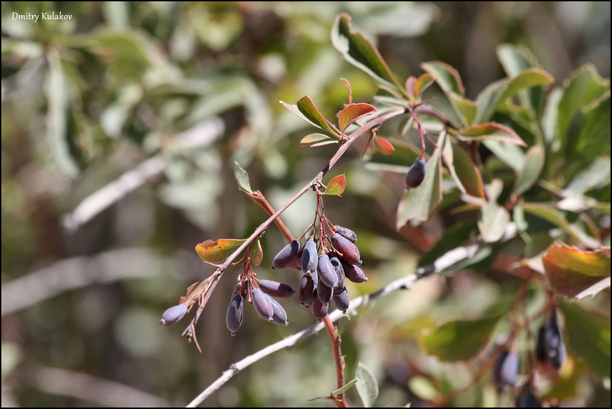 Image of Berberis integerrima Bge.