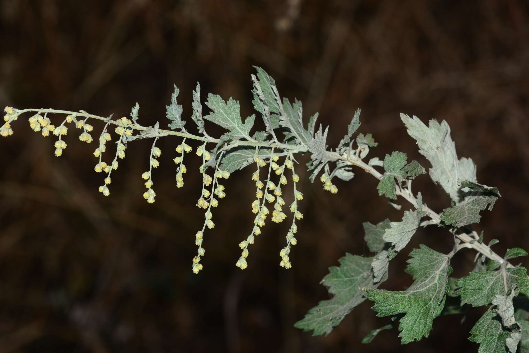 Image of Artemisia nilagirica (C. B. Cl.) Pamp.