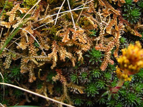 Image of Selaginella helvetica (L.) Spring