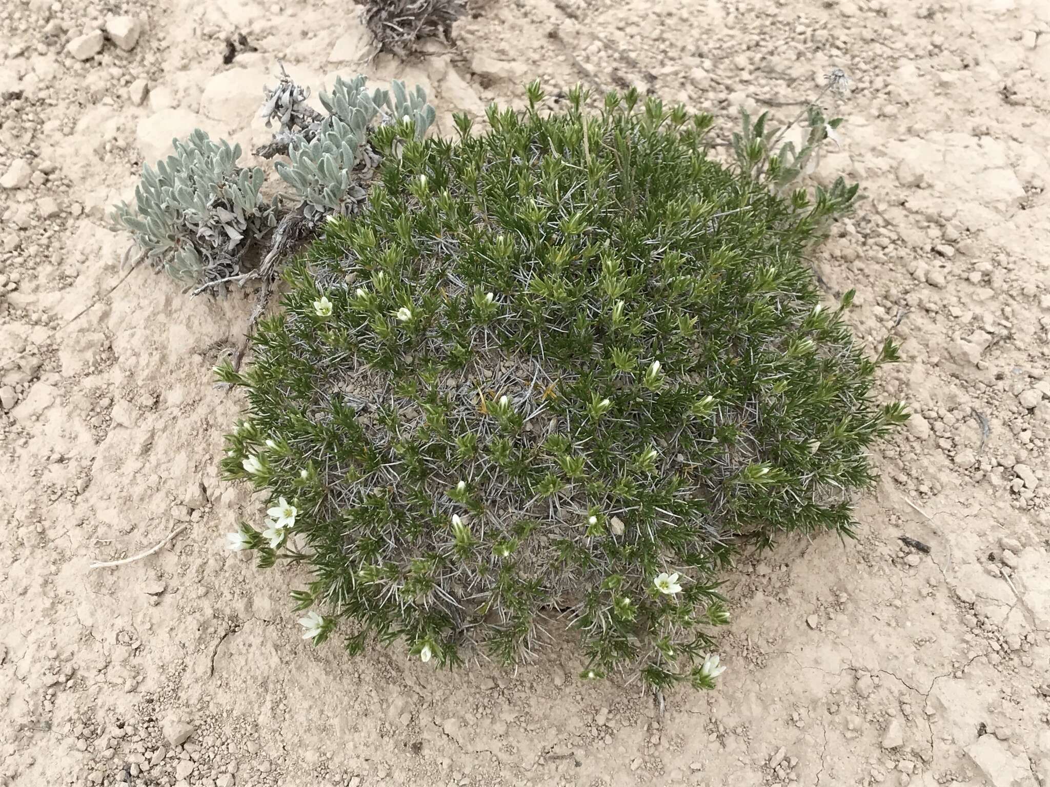 Image of Hooker's sandwort