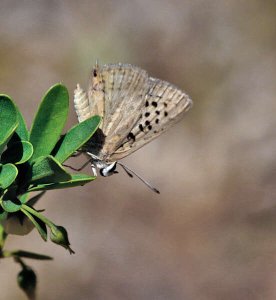 صورة Crudaria