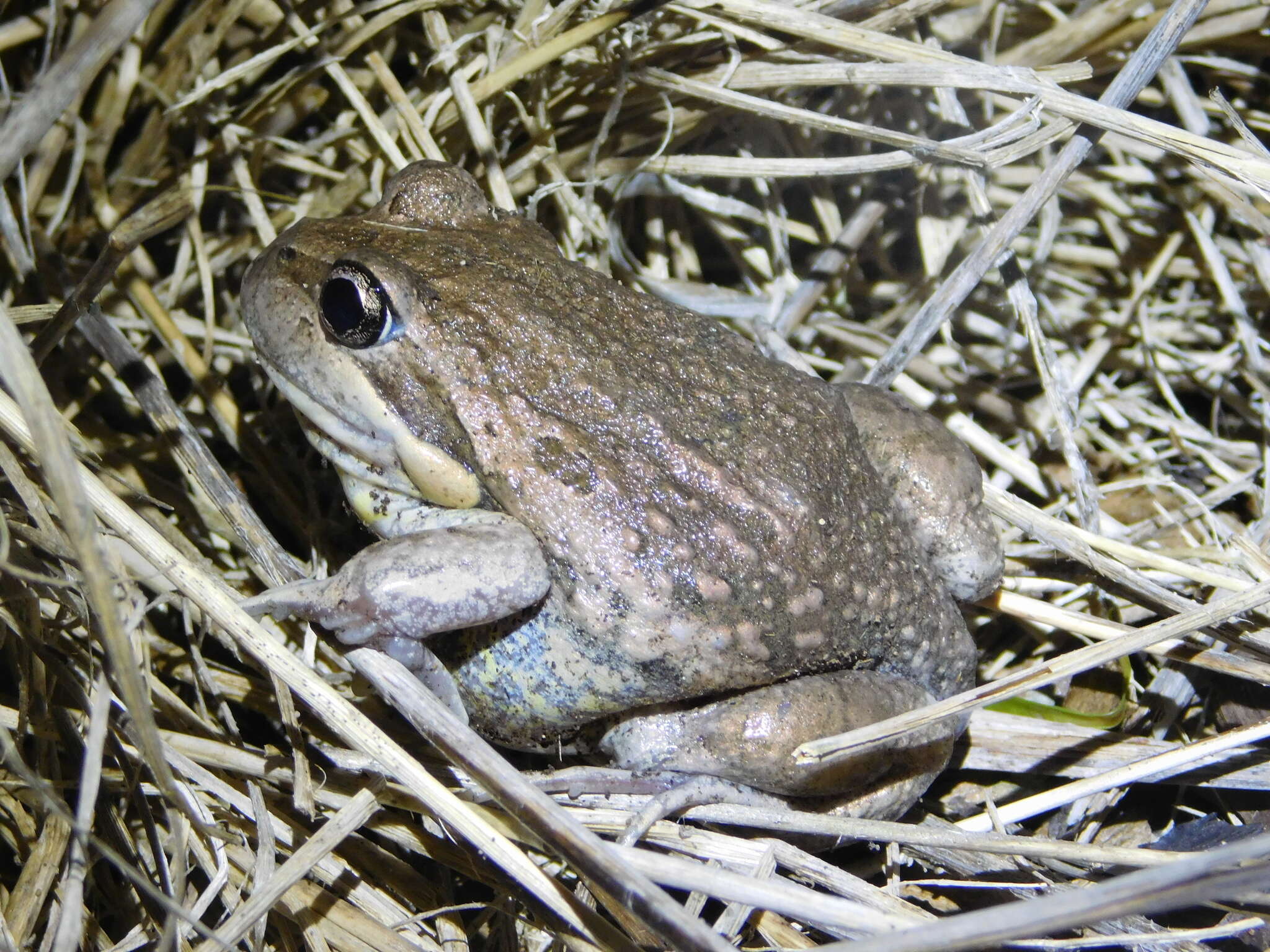 Image of Limnodynastes dumerilii Peters 1863