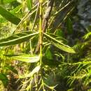Image of Solenandra angustifolia