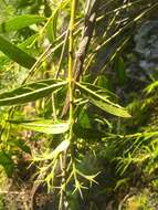 Image of Solenandra angustifolia