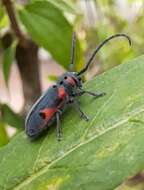 Sivun Tetraopes batesi Chemsak 1963 kuva