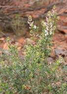 Imagem de Prostanthera magnifica C. A. Gardner