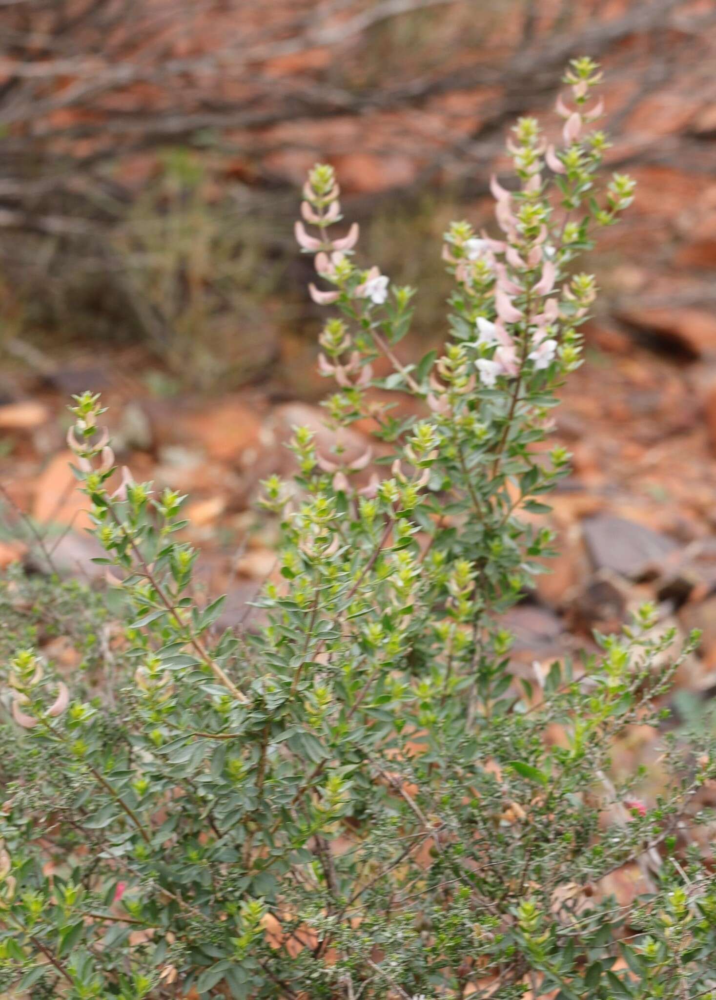 Imagem de Prostanthera magnifica C. A. Gardner