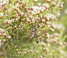 Image of Platyphasia wilsoni Alexander 1929