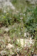 Imagem de Vulpia unilateralis (L.) Stace