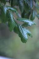 Image of Quercus floribunda Lindl. ex A. Camus