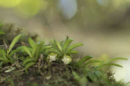 Image of Gastrochilus matsudae Hayata