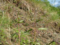 Image of Urtica angustifolia Fisch. ex Hornem.