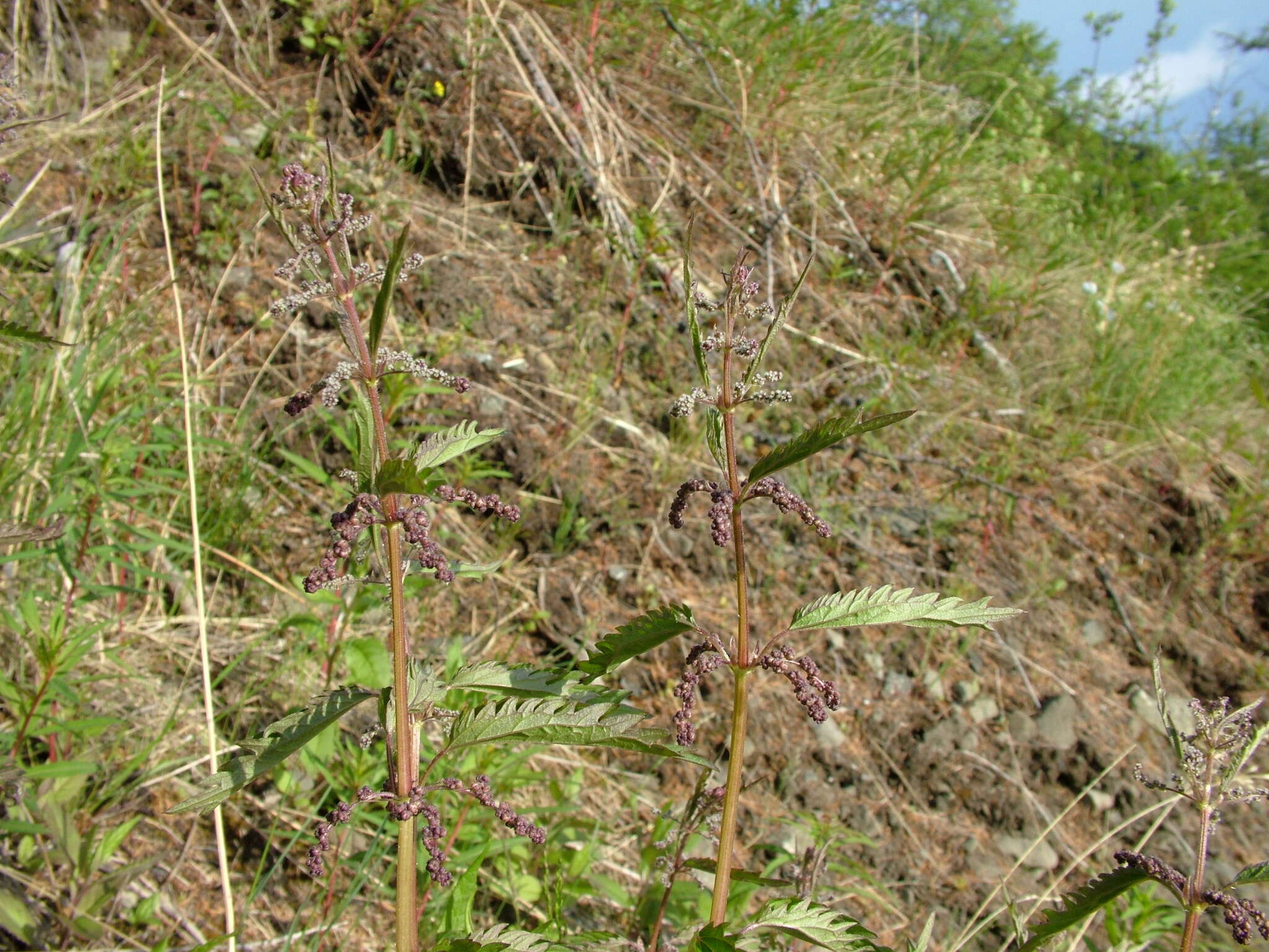 Urtica angustifolia Fisch. ex Hornem.的圖片