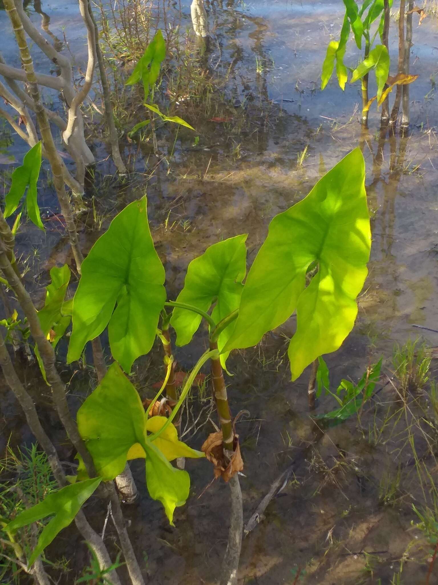 Image de Montrichardia arborescens (L.) Schott