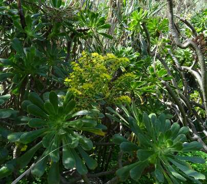 Image of Aeonium arboreum subsp. arboreum