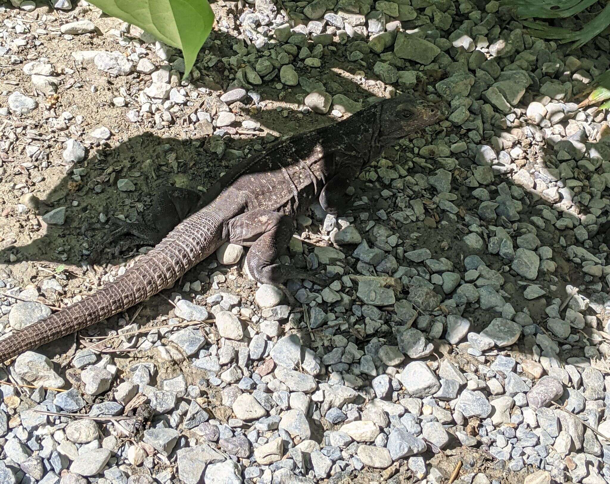 Image of De Queiroz's Spiny-tailed Iguana