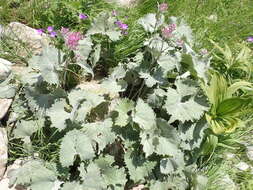 Image de Adenostyles leucophylla (Willd.) Rchb.