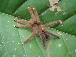 Image of Avicularia hirschii Bullmer, Thierer-Lutz & Schmidt 2006